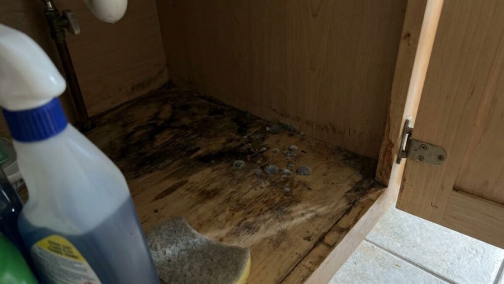 Small dark spots and water stains on the wood floor showing early signs of mold under the kitchen sink